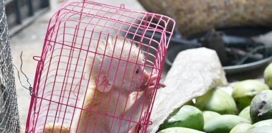 1-animais-silvestres-2