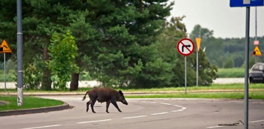 1-animal-estrada-2