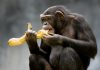 foto de macaco comendo banana