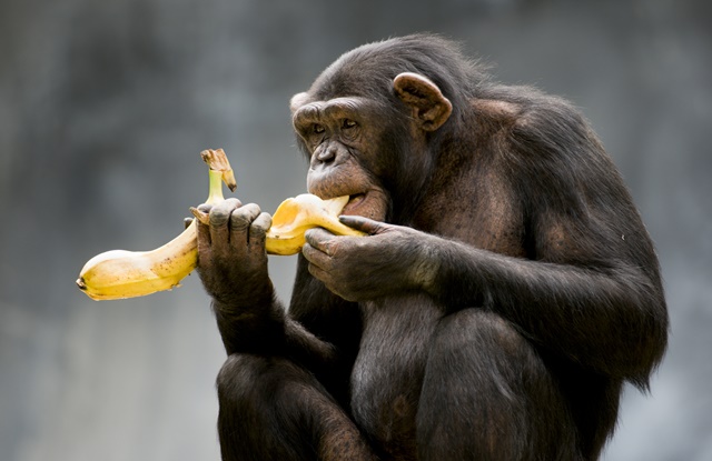 foto de macaco comendo banana