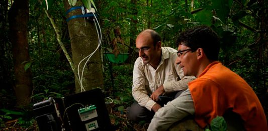 1-arvore-amazonia-2