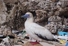 Estudo revela que 90% das aves marinhas ingerem plásticos
