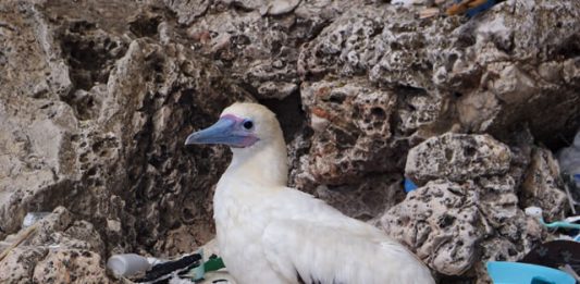 1-ave-marinha-poluicao-plastico-2