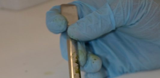 1-biomassa-de-microalga-2