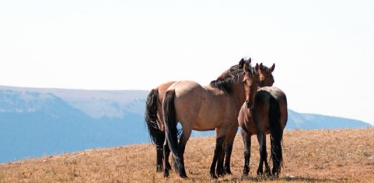 1-cavalo-selvagem-2