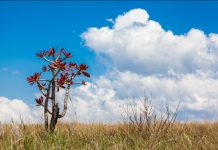 Os impactos ambientais causados pela degradação do Cerrado