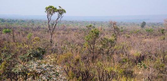 1-cerrado-5