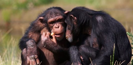 1-chimpanzes-2