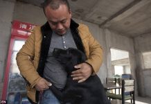 Chinês usa fortuna para salvar cães de um matadouro