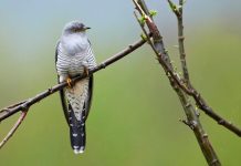 Estudo revela como as mudanças climáticas tem afetado o habitat de algumas aves