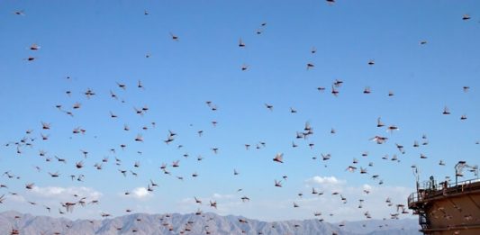 1-enxame-gafanhotos-2