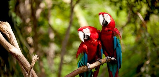 1-especies-endemicas-amazonia-2