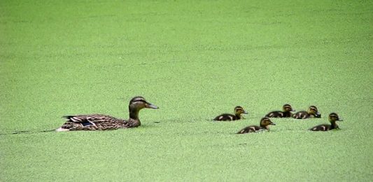 1-fenomeno-de-eutrofizacao-2