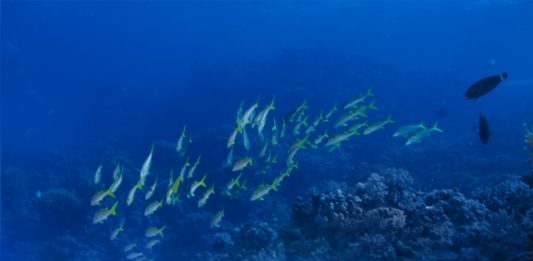 1-festival-mundial-dos-oceanos-2