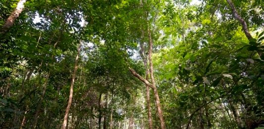 1-floresta-amazonica-2