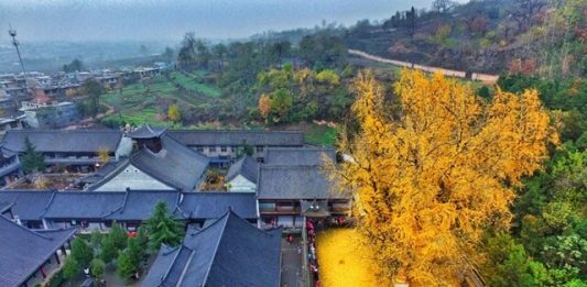 1-ginkgo-biloba-2