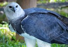 Guia reúne mais de 900 espécies de aves da Mata Atlântica