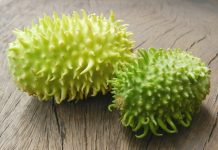 Conheça os benefícios do maxixe