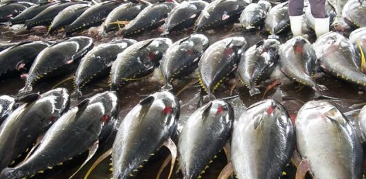 1-mercado-de-peixe-2