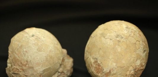 1-ovos-dinossauro-2