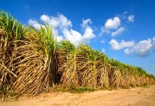 Empresa no interior de SP produz papel a partir da palha de cana