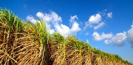 1-papel-palha-cana-de-acucar-2