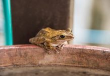 População de vertebrados cai quase pela metade na China