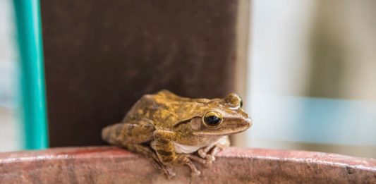 1-pequeno-sapo-verde-2
