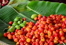 Fique por dentro dos benefícios da pitanga