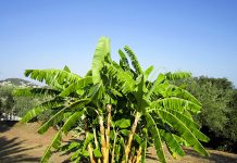 Casa sustentável em SP trata esgoto doméstico com bananeiras