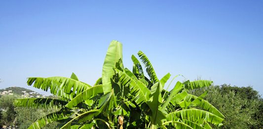 1-planta-bananeira-2