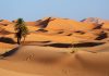 foto de deserto com planta