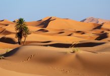 foto de deserto com planta