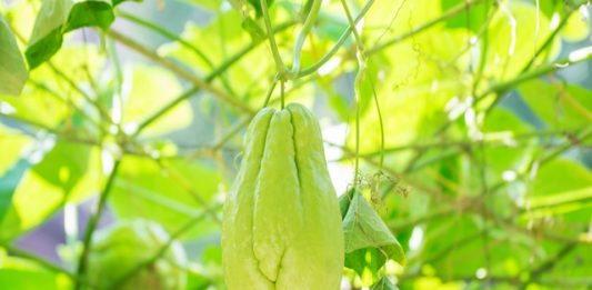 1-plantacao-chuchu-2