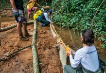 Uso de eucaliptos ajuda a recuperar Rio Mangaraí, no Espírito Santo