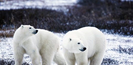 1-ursos-polares-2
