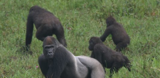 1_wlgorilla_tbreuer-2