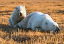 Urso com lata presa na boca alerta sobre os perigos da falta de descarte correto do lixo