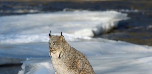 2-lince-do-canada-2