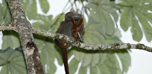 2-macaco-descoberto-2