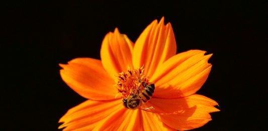 462178570_51475a15ce_z-2