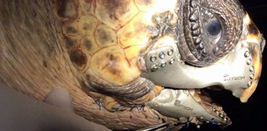 885×591-cyborg-turtle01-20150518100823-2