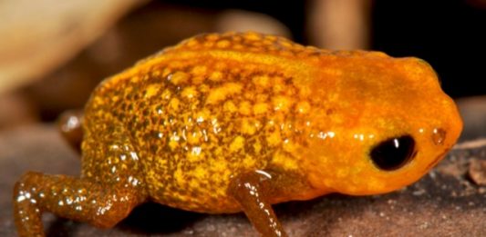 Brachycephalus-auroguttatus-2
