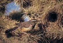 Confira 10 aves capazes de camuflar seus ninhos na natureza