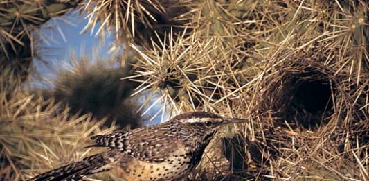 Campylorhynchus-brunneicapillus-2