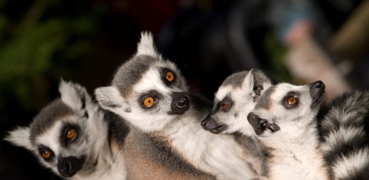 Depositphotos_1320152_original_leimaneagita