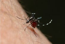 Cientistas descobrem fórmula revolucionária de inseticida natural contra a Dengue
