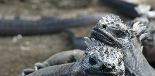 Depositphotos_13852251_original-mtilghma-2