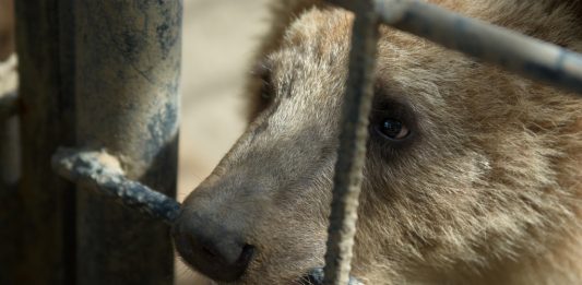 Depositphotos_1723436_original-Roman_Guro