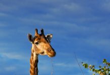 Ecoturismo no mundo: Conheça o Parque Kruger na África